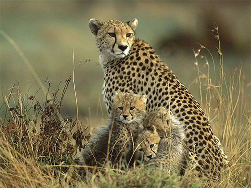 12-days-11-nights-kenya-adventure-trip