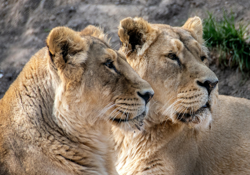10 Days Kenya And Tanzania Budget Safari