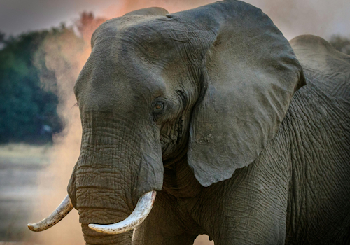 6 Days Masai Mara, Nakuru And Amboseli Budget Safari