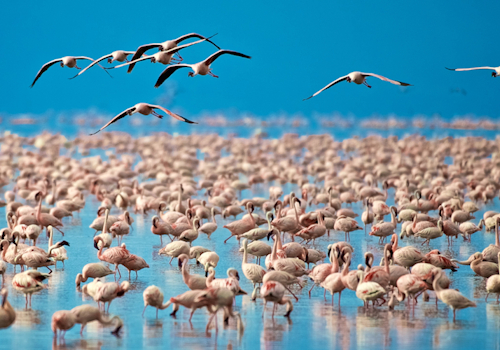 Flamingos,In,Lake,Manyara