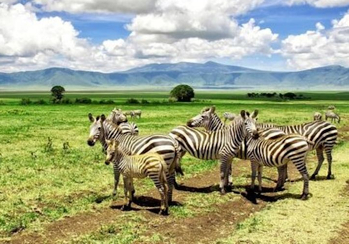 12 DAYS KENYA AND TANZANIA BUDGET SAFARI MAASAI MARA, LAKE NAKURU,AMBOSELI, ARUSHA, LAKE MANYARA, SERENGETI AND NGORONGORO CRATER.