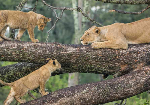 3 DAYS TANZANIA BUDGET SAFARI LAKE MANYARA, NGORONGORO CRATER AND TARANGIRE NATIONAL PARK.