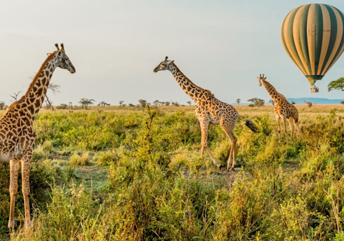 3 DAYS TANZANIA BUDGET SAFARI SERENGETI NATIONAL PARK AND NGORONGORO CRATER