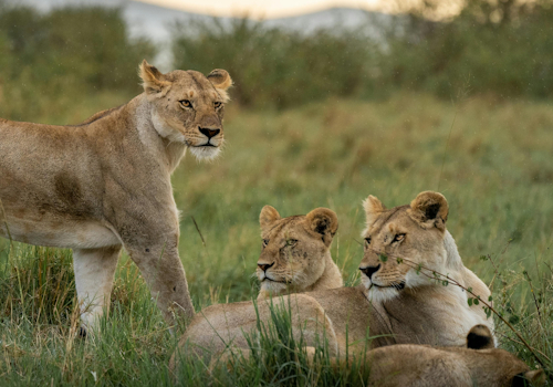 3 Days Masai Mara Budget Safari