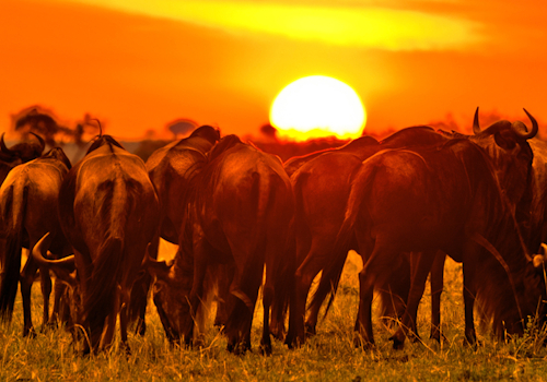 Wildebeests in the Maasai Mara National Park at sunset, Kenya