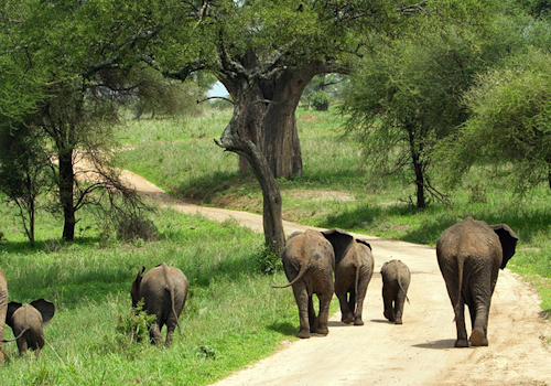 9 DAYS KENYA AND TANZNIA BUDGET SAFARI MAASAI MARA, LAKE NAKURU, LAKE NAIVASHA,ARUSHA, LAKE MANYARA, NGORONGORO CRATER