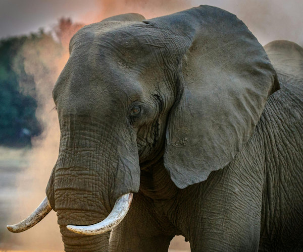 Amboseli National Park